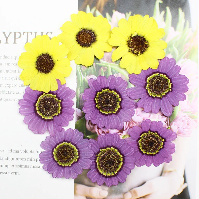 Yellow Phone Accessories - 40pcs 프레스 건조 3-5cm 노란색/보라색 Grandaisy