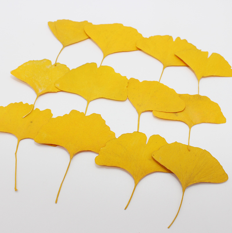 Yellow Phone Accessories - 60개 압축 건조된 노란색/녹색 은행잎(메이든헤어) 식물