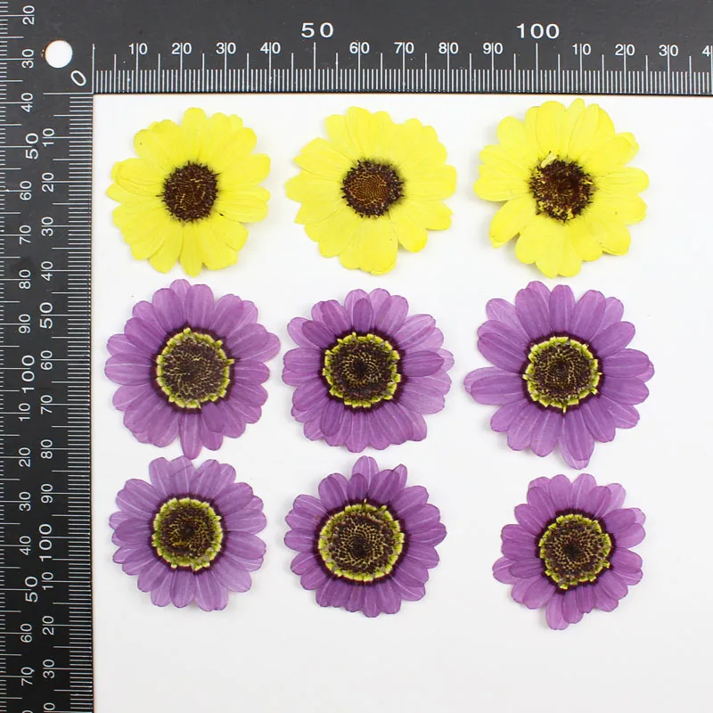 40pcs 프레스 건조 3-5cm 노란색/보라색 Gra - Yellow Phone Accessories 리뷰 및 가격