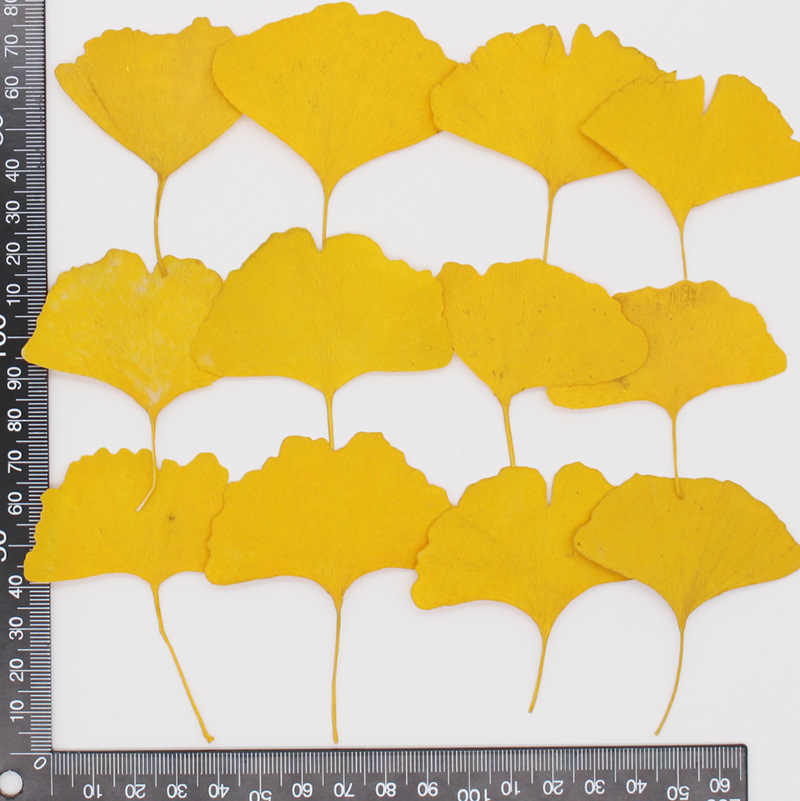 60개 압축 건조된 노란색/녹색 은행잎(메이든헤어) 식 - Yellow Phone Accessories 리뷰 및 가격